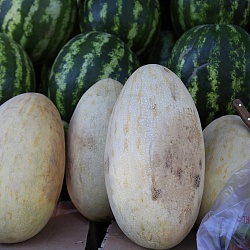 Sweet Melons
